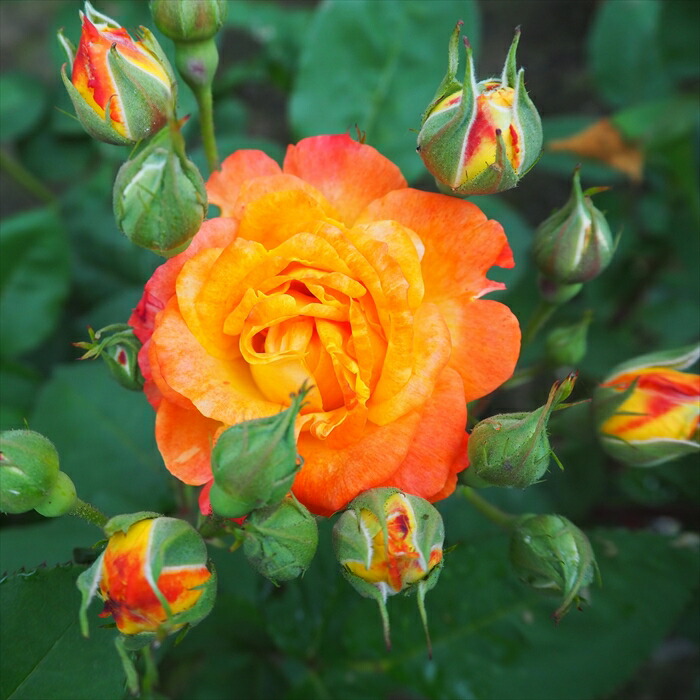 ひまわり様予約専用 ネコポス発送 万葉 バラ 苗 薔薇 苗木 オレンジ