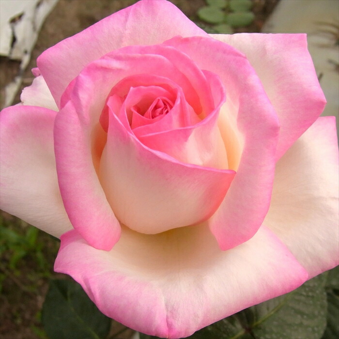 【バラ売り】4枚300円～ 楽天市場】オーガニック モコモコ ギフト プレゼント 実用的 薔薇