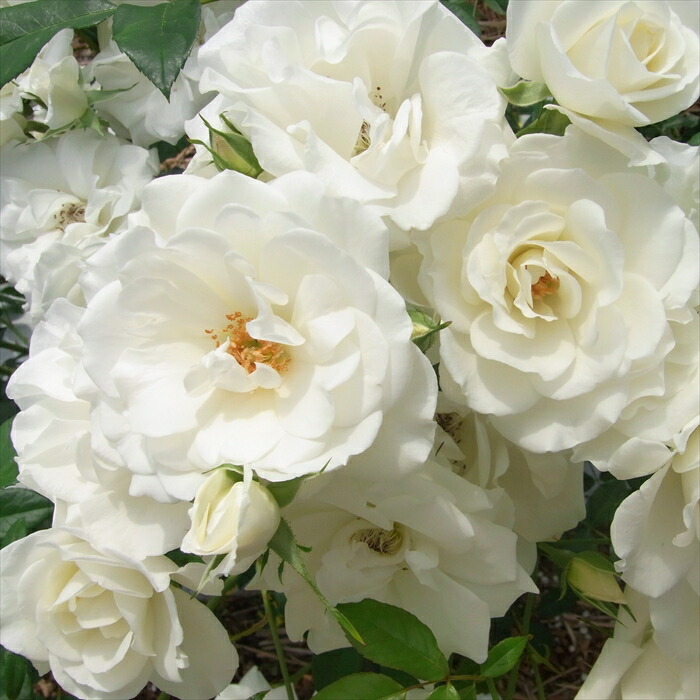 楽天市場】予約販売 バラ 苗 バラ 新苗 中輪 ニコール 四季咲き 薔薇