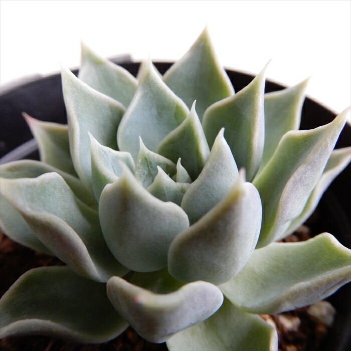 多肉植物  モーサン  抜き苗　良苗　エケベリア Yahoo!オークション - モーサン エケベリア 多肉植物 抜き苗