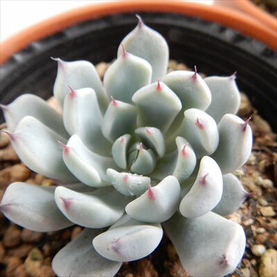 エケベリア・セダム gakky エケベリア（っぽいコ） | PUKUBOOK SUCCULENTS