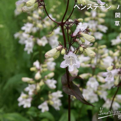 楽天市場】予約販売 宿根フロックス 苗 ダニエラ 9cmポット 多年草