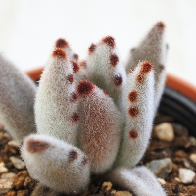 楽天市場】多肉植物 caパキポディウム レウコキサンツム 白花