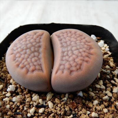 ★hallii Grey-Black S.S 【巴里玉系】★リトープス・メセン ・多肉植物 多肉植物 asリトープス 大型巴里玉 多肉植物 メセン 7.5cm