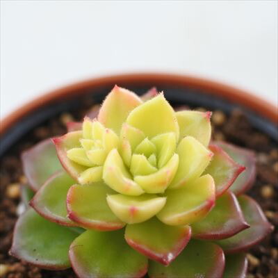 楽天市場】多肉植物 hmセダム シャンパンライム 春萌錦 多肉植物
