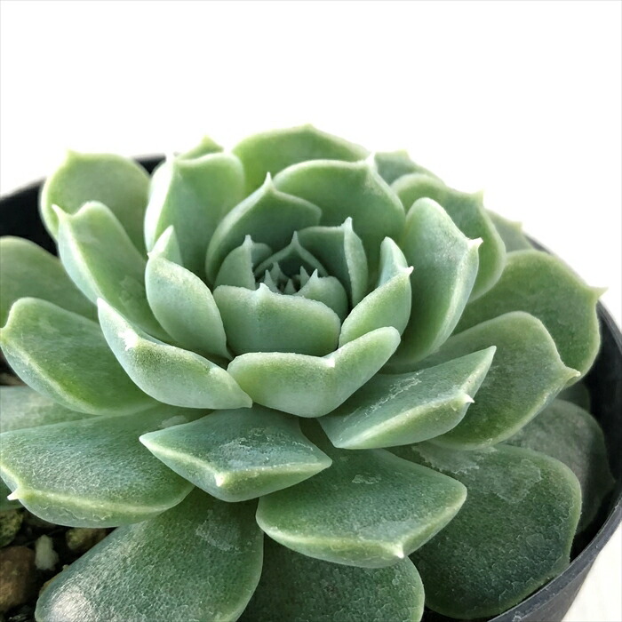 エケベリア24個 0917-D033 ラズアガ 多肉植物 カット苗 寄植え 出荷日9/19