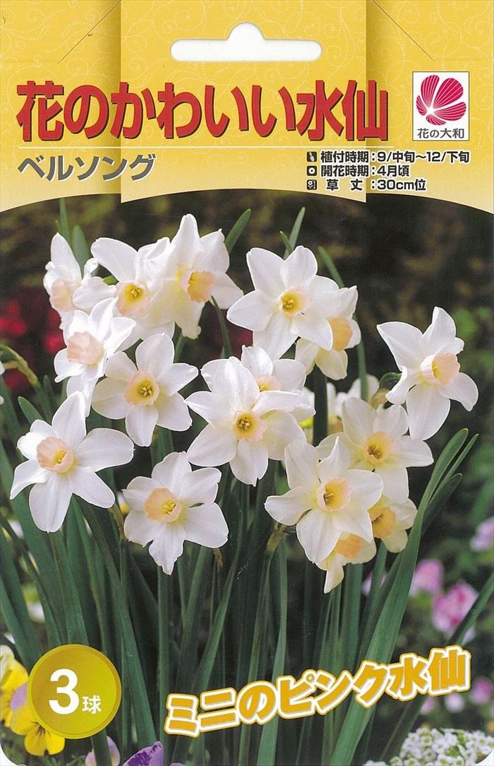 1039円 マーケティング 球根 22年12月上中旬予約 ポット植えアマリリス八重咲き 1039円 マーケティング 球根 22年12月上中旬予約 ポット植えアマリリス八重咲き