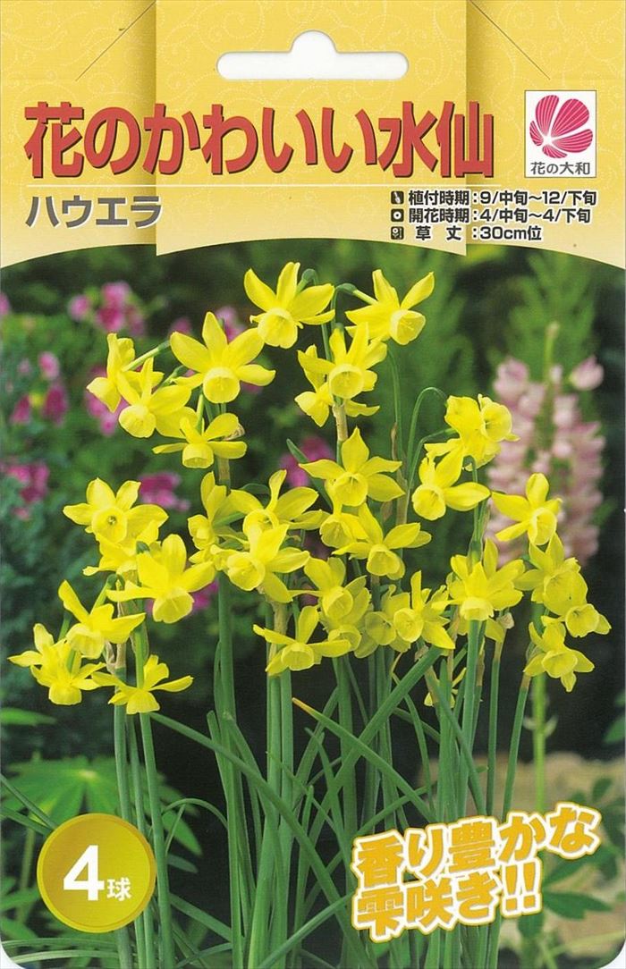 楽天市場 予約販売 花の大和 球根 水仙 花香る水仙 タリアサン 2球 フラワーネット 日本花キ流通