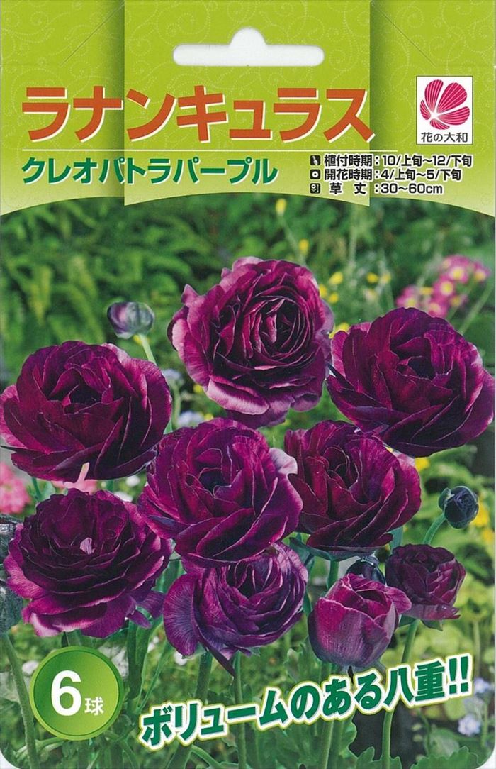 楽天市場 予約販売 花の大和 球根 きゅうこん ラナンキュラス 色別 クレオパトラパープル 6球 フラワーネット 日本花キ流通