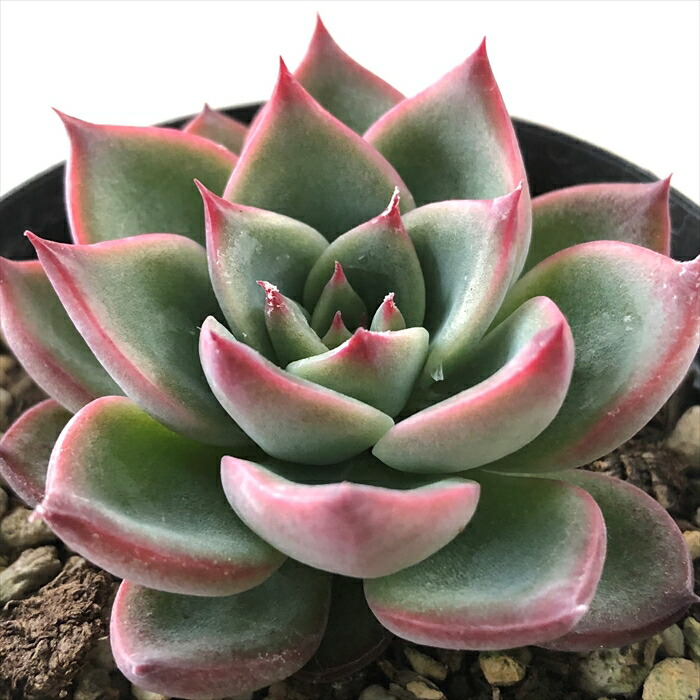 楽天市場】多肉植物 skエケベリア クロップサークル 多肉植物 楽天市場】多肉植物 skエケベリア クロップサークル 多肉植物