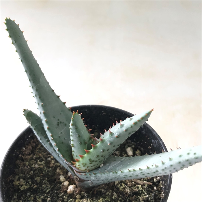 楽天市場 多肉植物 Osアロエ ライツィー おもしろ 多肉植物 9cmポット フラワーネット 日本花キ流通 楽天市場 多肉植物 Osアロエ ライツィー おもしろ 多肉植物 9cmポット フラワーネット 日本花キ流通