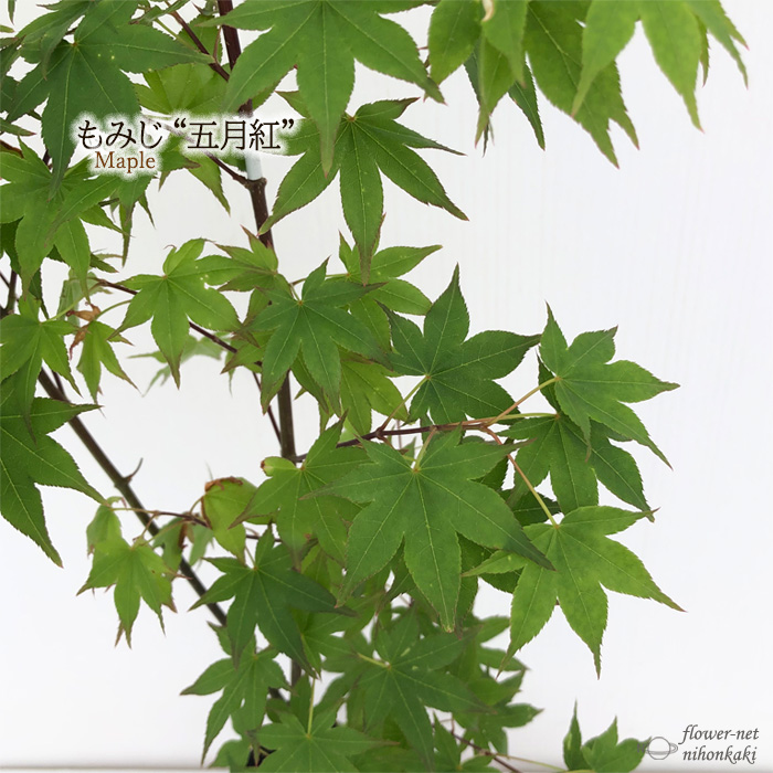 楽天市場】予約販売 もみじ 右近 12cmポット 接木苗 紅葉 モミジ