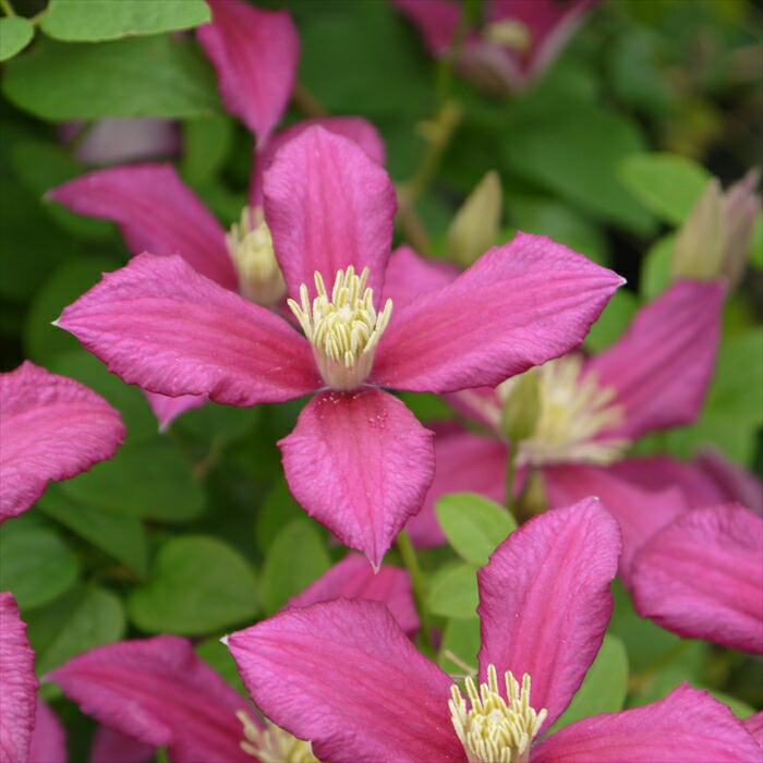 楽天市場】予約販売 クレマチス 苗 ブラックプリンス ビチセラ系