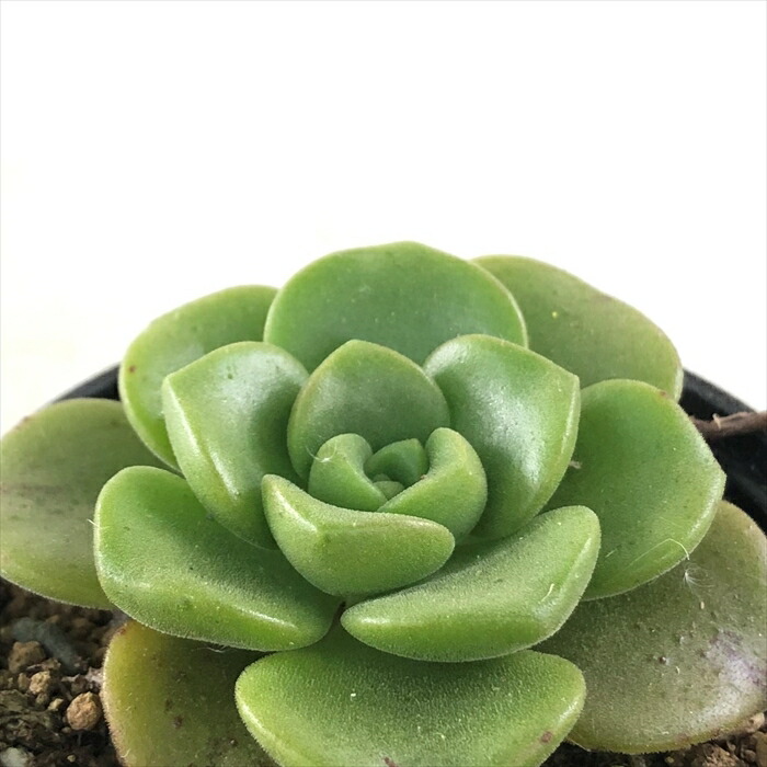 楽天市場】多肉植物 hmアエオニウム ファイヤークラッカー錦 多肉植物