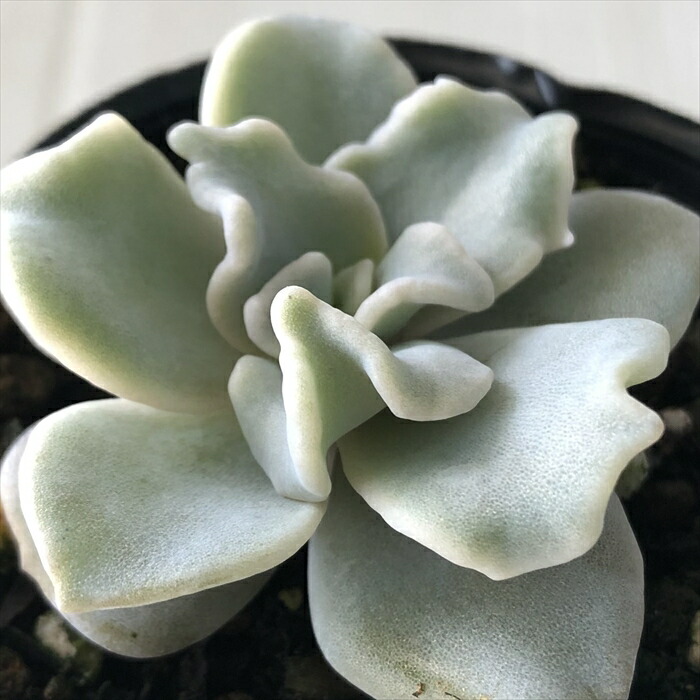 楽天市場】多肉植物 hmセデベリア オレンジドリーム 多肉植物
