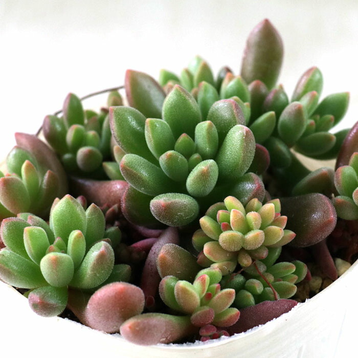 オレンジドリームパンチのレシピ