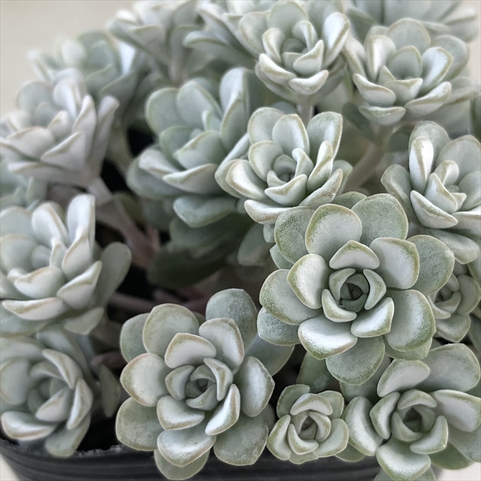楽天市場】多肉植物 seセダム ルベンスリザード 多肉植物 セダム