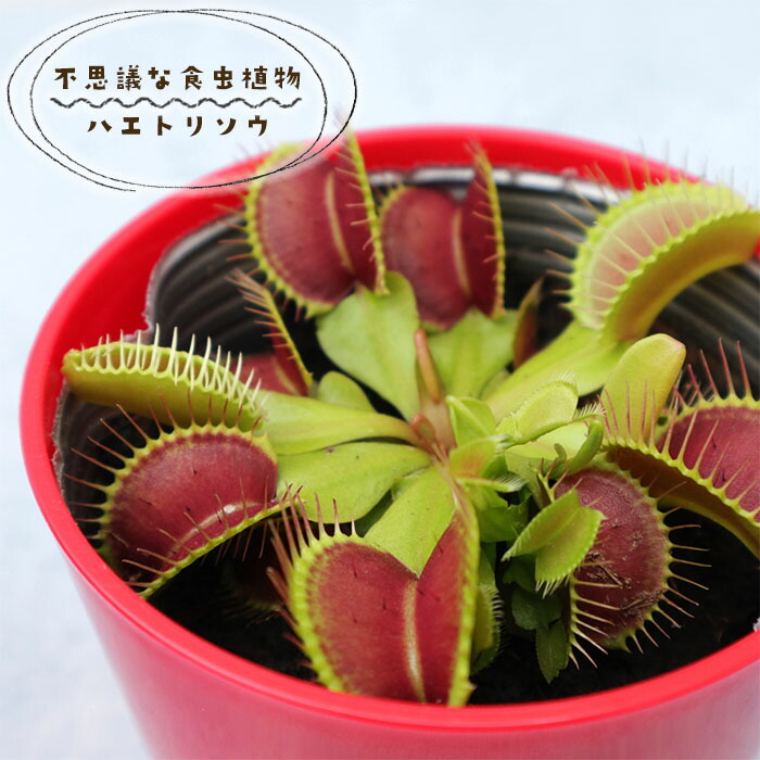 へりあん堂出品　ハエトリソウ　ヘリアンフォラ へりあん堂様専用出品 ハエトリソウ ヘリアンフォラ （へりあん
