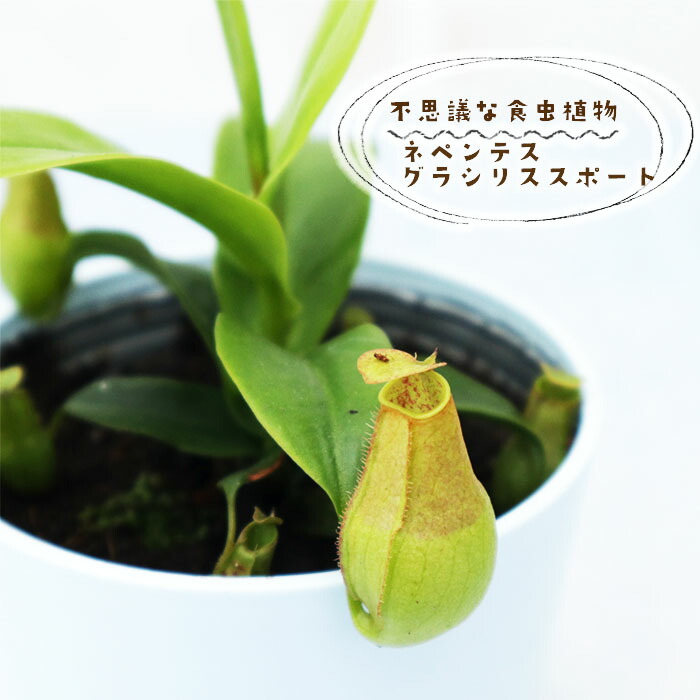 ヘリアンフォラ　ミノール　ver ピローサ　食虫植物　heliamphora ヘリアンフォラ ミノール ver ピローサ 食虫植物 heliamphora