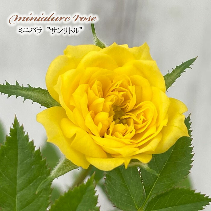 楽天市場】【まもなく締め切り】 予約販売 ミニバラ 姫紅貴 3号