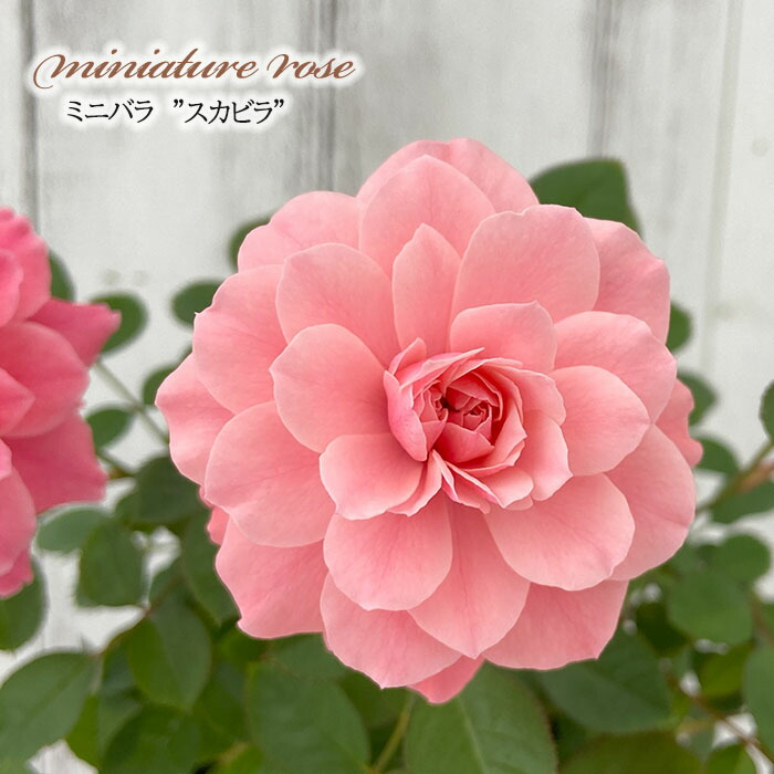 楽天市場】予約販売 ミニバラ さくら 3号ポット バラ 薔薇 バラ