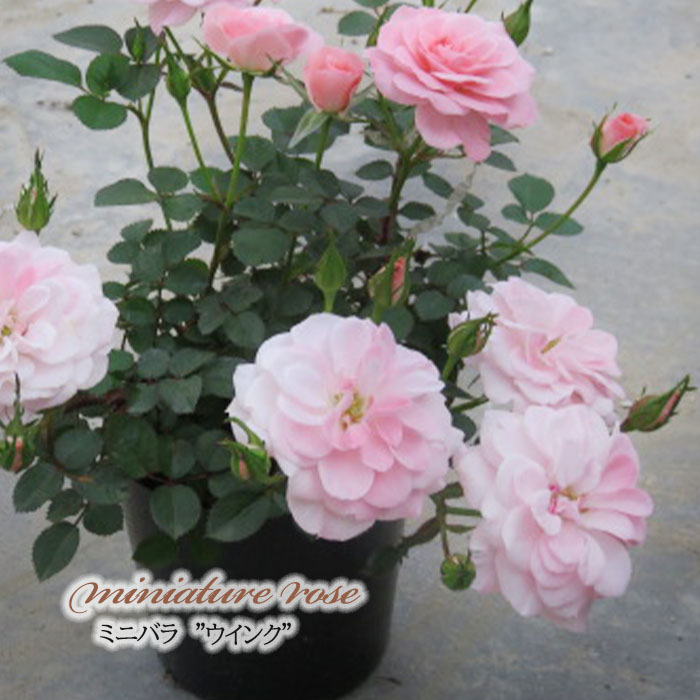 楽天市場】予約販売 ミニバラ レモンベール 3号ポット 四季咲き