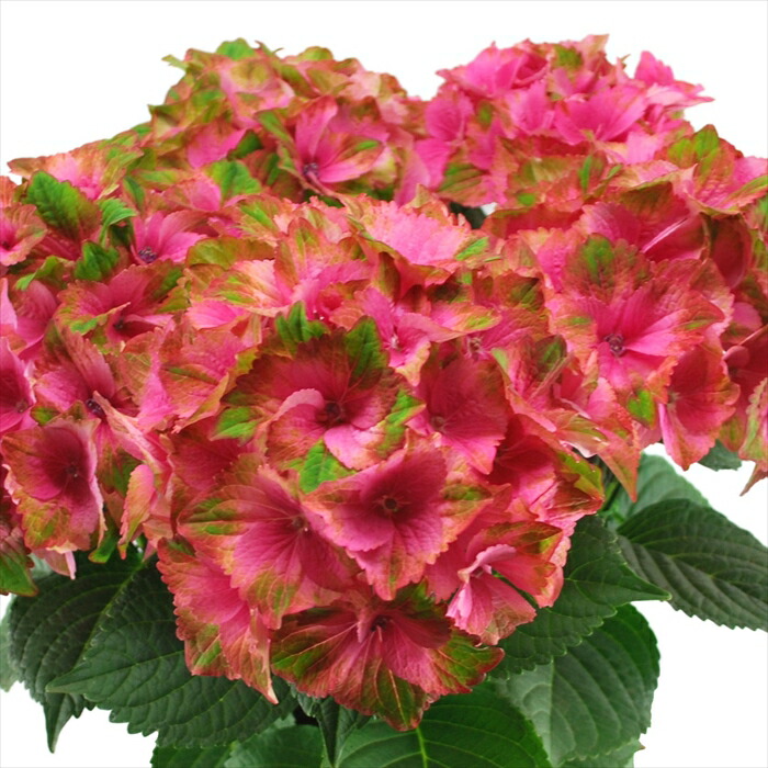 花材セット 紫陽花 Ｎｏ．611 花材セット 紫陽花 No．611