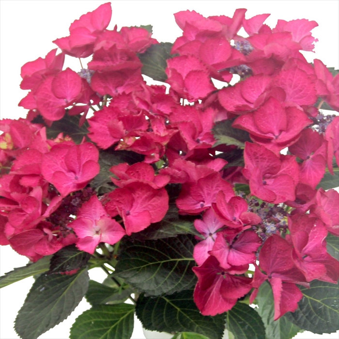 美空 限定MD 紫陽花の咲く道 美空 限定MD 紫陽花の咲く道 美空 限定MD 紫陽花の咲く道
