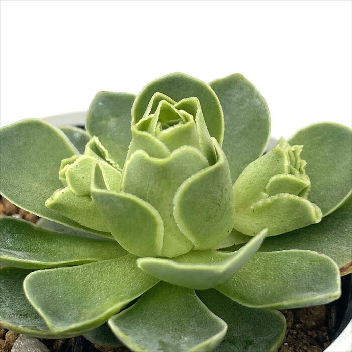 11 #多肉植物アエオニウム ❤️スミッチ一❤️1大頭19cm カット苗 楽天市場】多肉植物：アエオニウム スミッチー*幅12cm : 遊恵盆栽 楽天