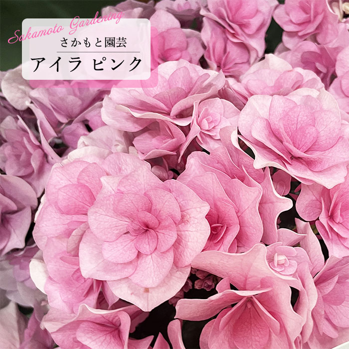 楽天市場】予約販売 アジサイ クレイジーテンシアブルー 10.5cmポット