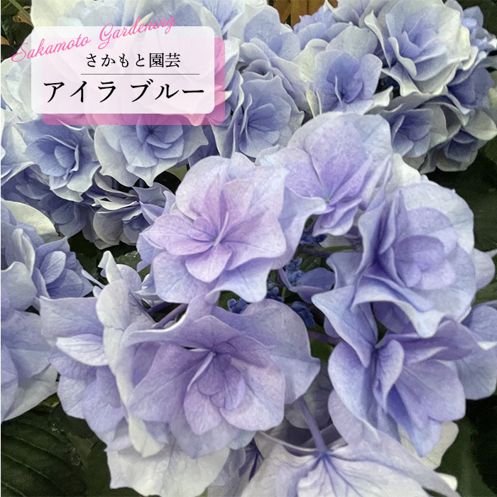 楽天市場】アジサイ 風花雪月 9cmポット フウカセツゲツ 登録