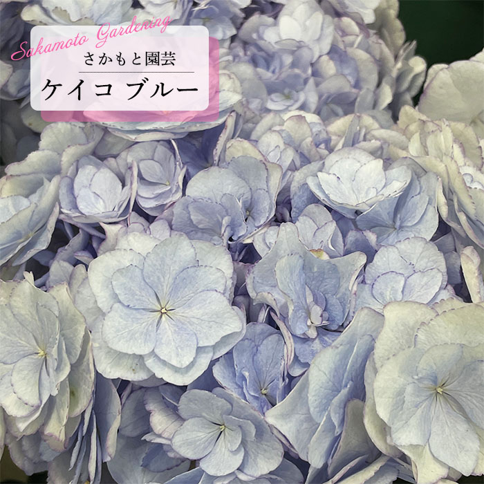 八重咲きアジサイ パープルブルー月虹　蝦夷山葡萄苗木　セット 八重咲きアジサイ パープルブルー月虹 蝦夷山葡萄苗木 セット