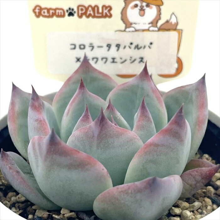 楽天市場】多肉植物 PAL nae セレクション No.006 シェリー