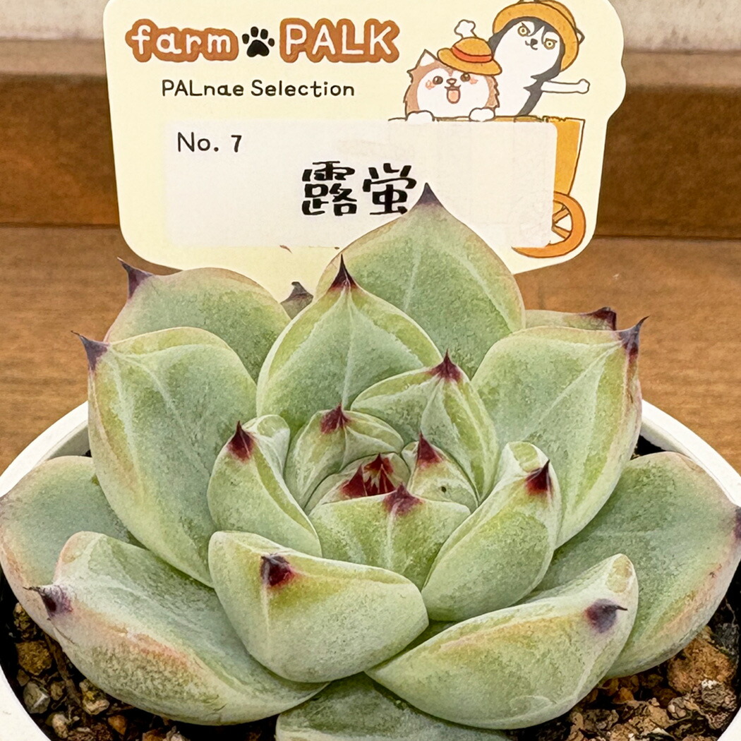 楽天市場】多肉植物 oriミックスベリア No.060 桜鬼 多肉植物 お