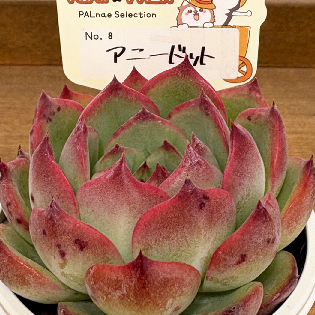 ミックスベリア 067 華切子 ミックスベリア 華切子 - メルカリ