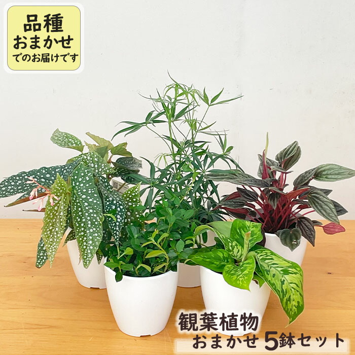 楽天市場】観葉植物 cot ベゴニア マクラータ 4号鉢 木立ベゴニア 観葉