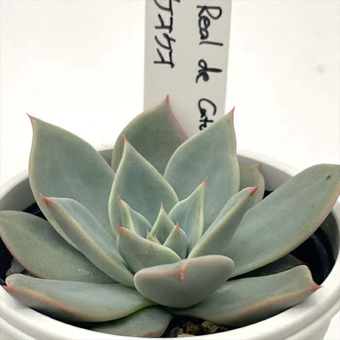 楽天市場】多肉植物 O'sエケベリア デザートハーモニー×ホリコロ 多肉