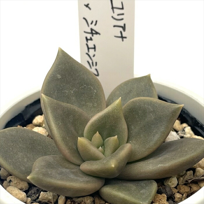 楽天市場】多肉植物 O'sエケベリア リンゼアナ×ホリコロ 多肉植物 O's