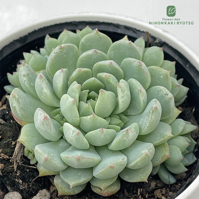 楽天市場】多肉植物 hmエケベリア Fo48サンタマリアメキシカ 多肉植物