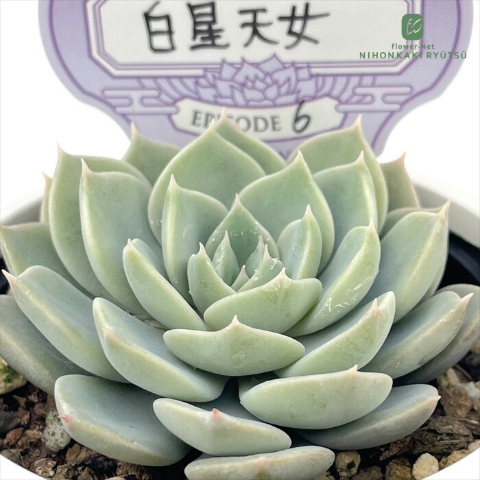 楽天市場】多肉植物 yukエケベリア くま蜂 多肉植物 優木園さんの苗