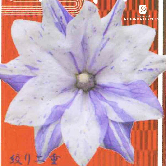 楽天市場】桔梗(キキョウ)苗 高性種 一重咲き 紫絞り咲き 3号苗