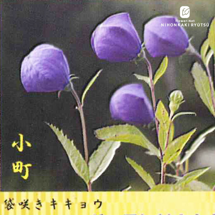 楽天市場】予約販売 キキョウ 苗 紫絞り 一重咲き 9cmポット ガーデン