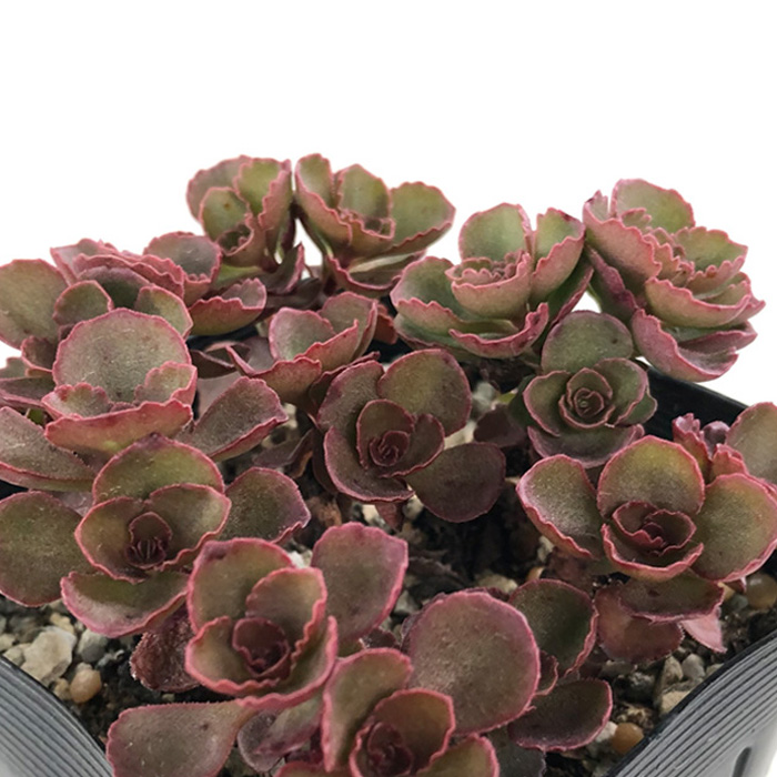 楽天市場】多肉植物 seセダム コーカサスキリンソウ トリカラー