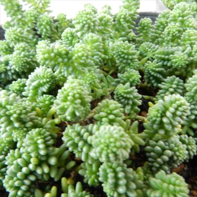 多肉植物 ルベンスリザード　カット苗　セダム Amazon.co.jp: セダム・ルベンス リザード 3号ポット 2個セット