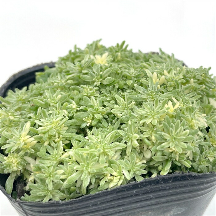 多肉植物 ルベンスリザード② 5株  抜き苗　セダム　希少 セダム属ルベンスリザード - YouTube