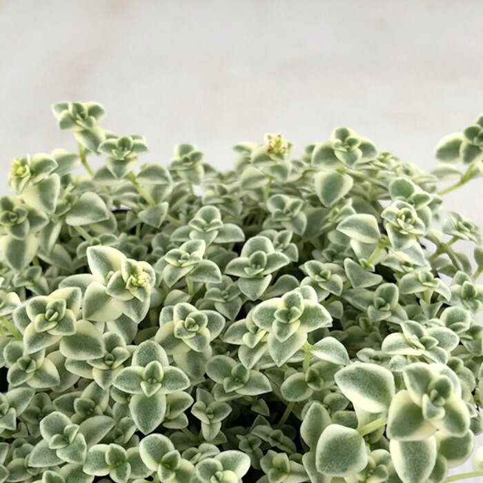 楽天市場】多肉植物 seセダム ルベンスリザード 多肉植物 セダム 9cm