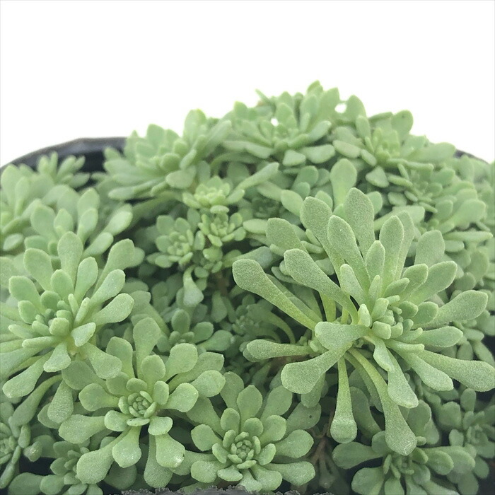 楽天市場】多肉植物 seセダム ルベンスリザード 多肉植物 セダム 楽天市場】多肉植物 seセダム ルベンスリザード 多肉植物 セダム