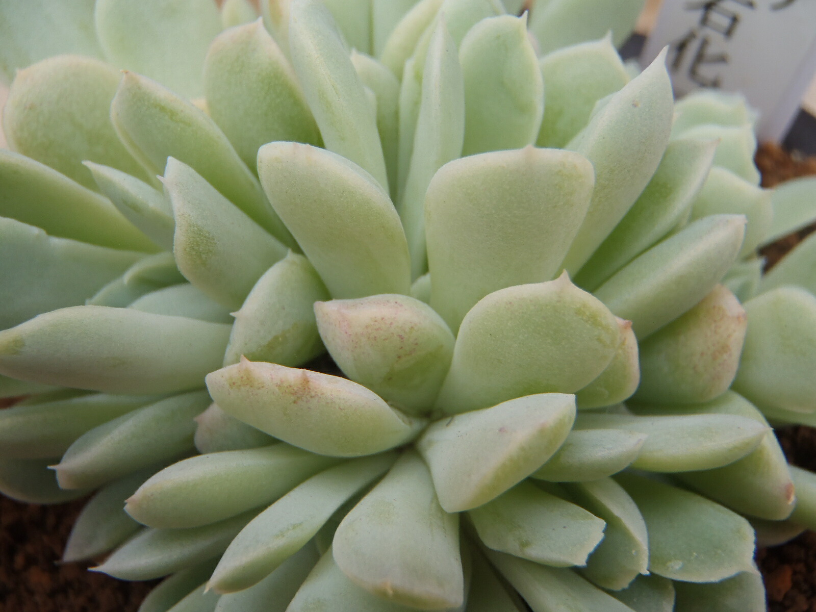 楽天市場 多肉植物 Osエケベリア セクンダ綴化 おもしろ多肉植物 フラワーネット 日本花キ流通