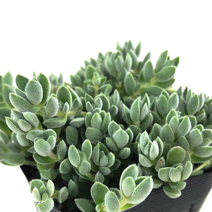 アンデスマツバボタン 楽天市場】多肉植物 seカランドリニア・シスタンサ アンデスマツバ