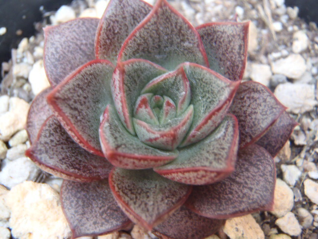 多肉植物　大和美尼　抜き苗　エケベリア 大和美尼（やまとみに）